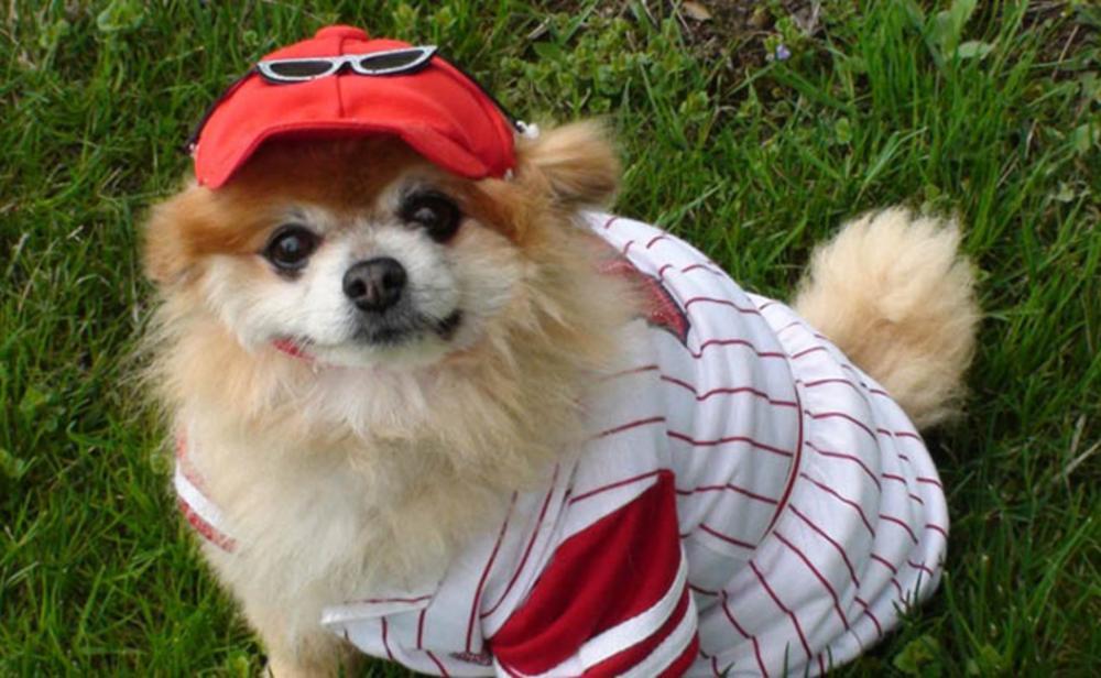 Bark at the Park