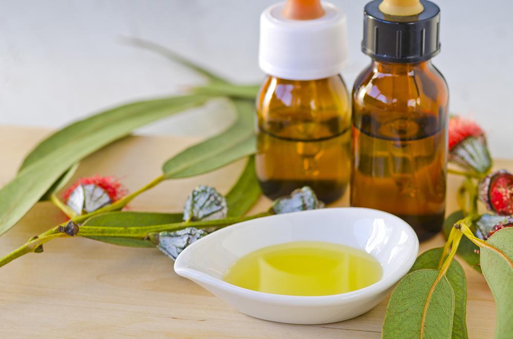 Eucalyptus essential oil for lung health