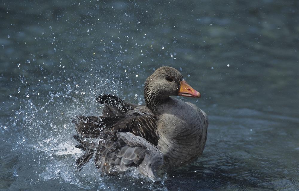 Feed a duck today