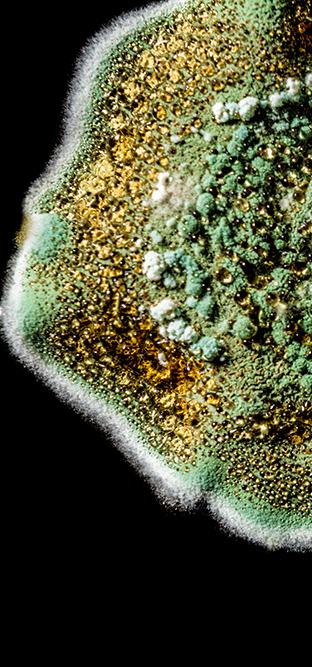 Fungus yields potent new cancer drug
