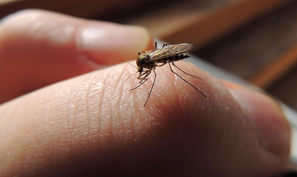 Gene alterations may stop spread of malaria