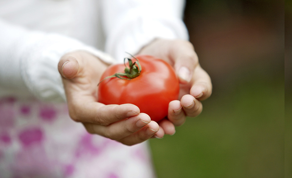 Grow the perfect tomato