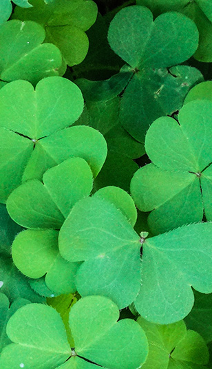 Learn about the symbols of St. Patrick’s Day