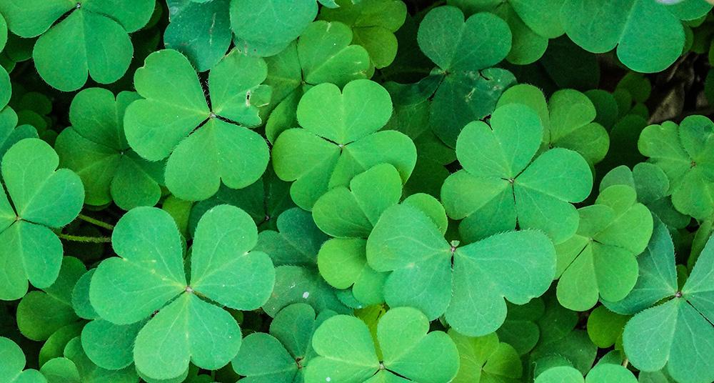 Learn about the symbols of St. Patrick’s Day