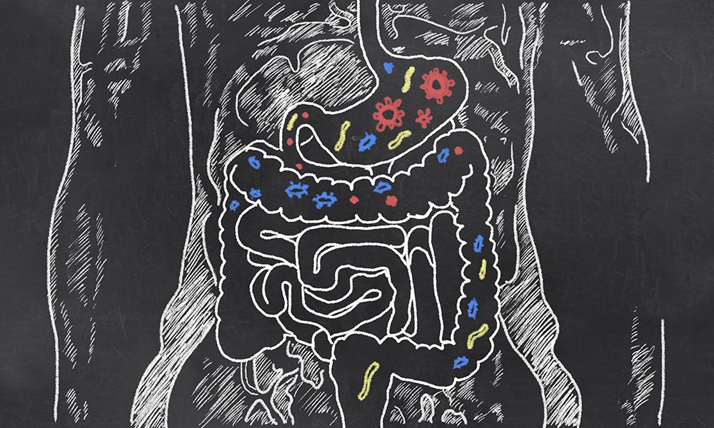 Descubierto vínculo entre dieta, células madre intestinales y enfermedad