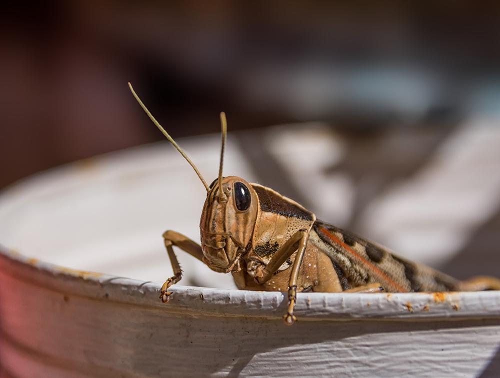 Locusts can &#039;sniff&#039; out human cancer
