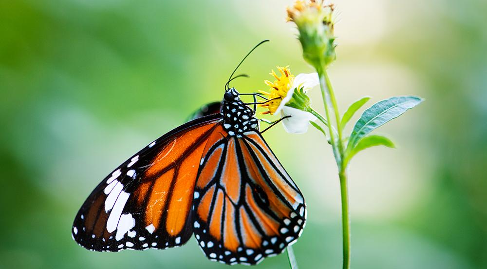 National Learn About Butterflies Day