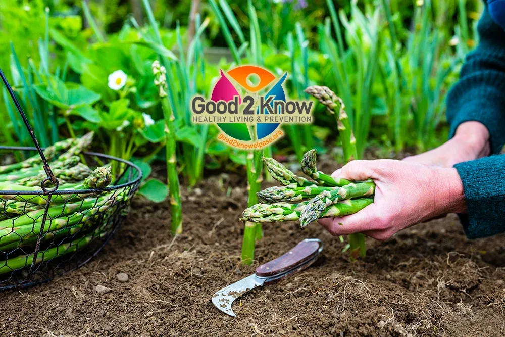 Asparagus can spear right through several health issues