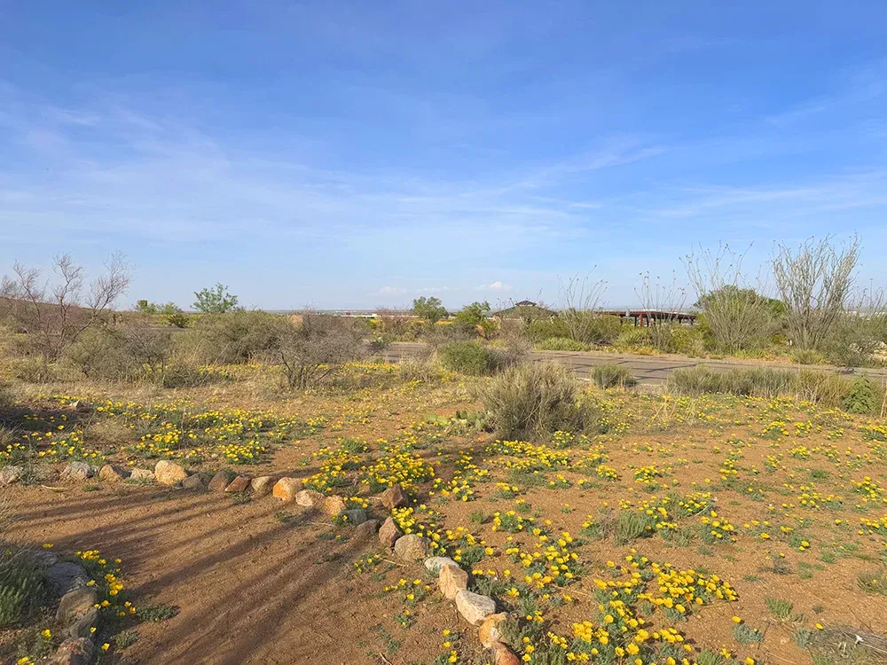 No te pierdas las amapolas antes de que se acaben.