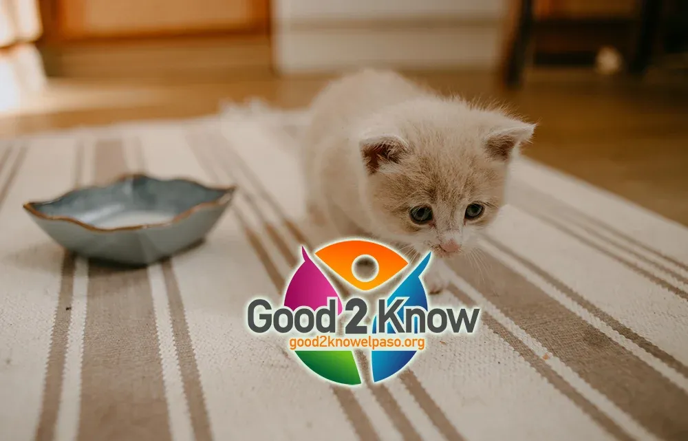 National Kitten Day