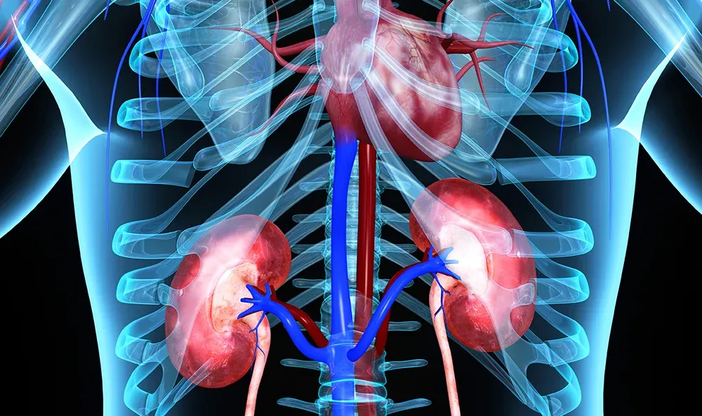 Why kidney disease is so deadly for the heart