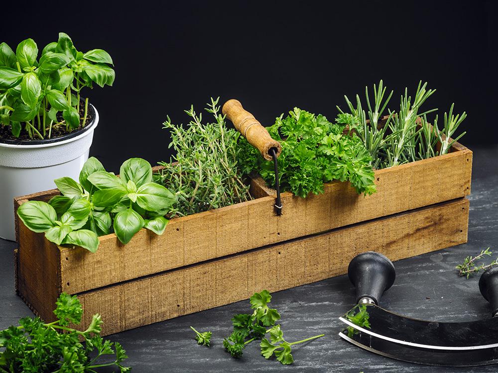 Plant a Mediterranean herb garden for your health