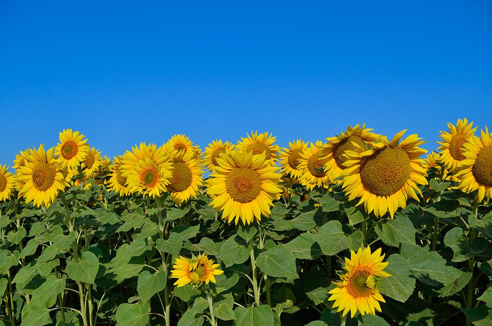 The Sunday Sunflower U-Pick Event
