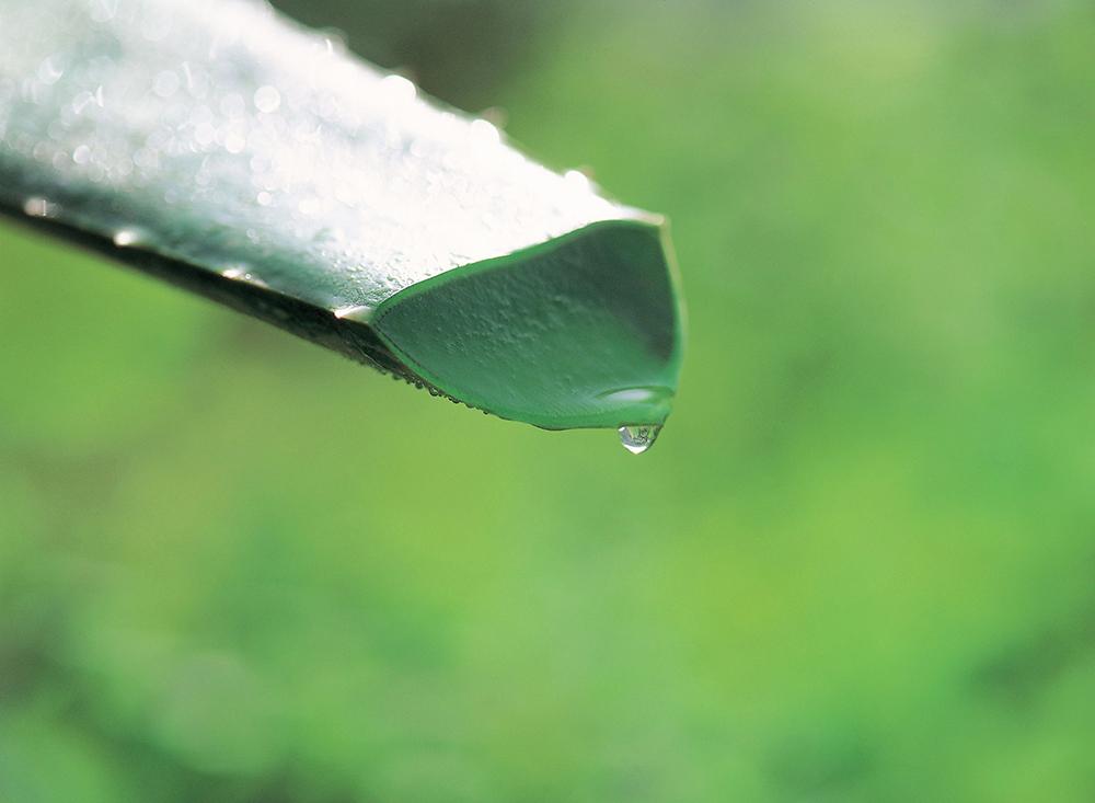 Use ‘Aloe’ to say  ‘Goodbye’ to dry winter skin!