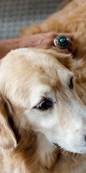 Ways To Help Calm Your Dog During Fireworks
