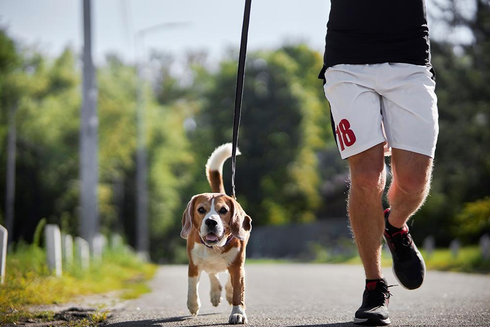 Your best workout partner may have four legs